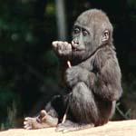 gorilla.jpg (4932 bytes)